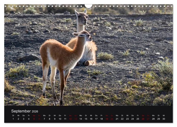 Produktbild: Patagonien - Am Puls der Wildnis (Wandkalender 2026 DIN A3 quer), CALVENDO Monatskalender