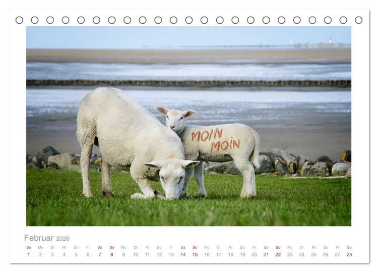 Produktbild: Nordsee Schafe (Tischkalender 2026 DIN A5 quer), CALVENDO Monatskalender