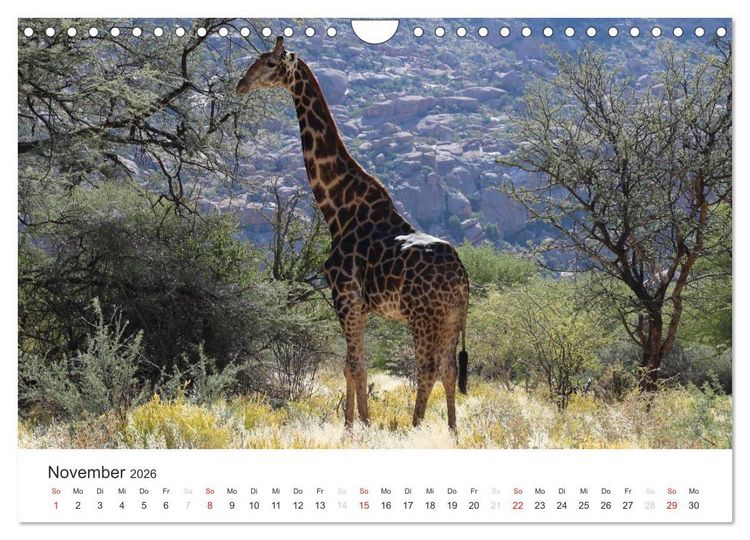 Produktbild: Namibia - Tierische Vielfalt (Wandkalender 2026 DIN A4 quer), CALVENDO Monatskalender