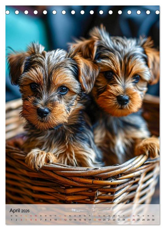 Produktbild: Yorkshire Terrier - ein Hund mit starkem Charakter (Tischkalender 2026 DIN A5 hoch), CALVENDO Monatskalender