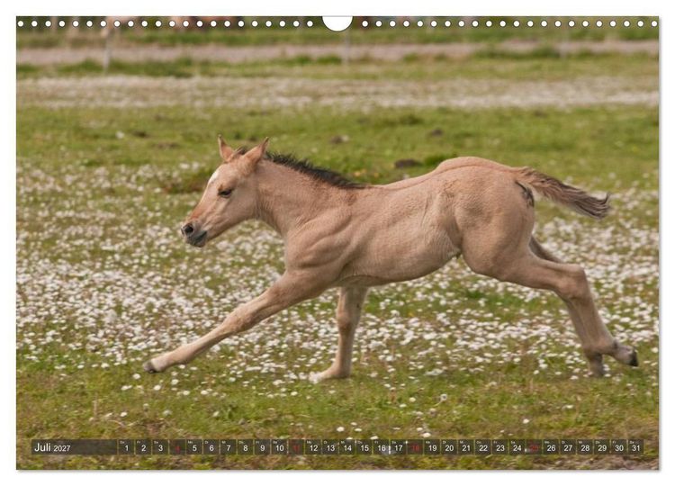 Produktbild: Fohlen - Lustige Pferdekinder (Wandkalender 2027 DIN A3 quer), CALVENDO Monatskalender