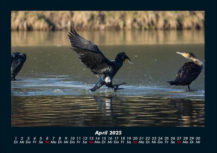 Produktbild: V&ouml;gel 2025 Fotokalender DIN A4