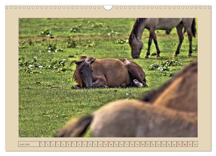Produktbild: D&uuml;lmener Wildpferde im M&uuml;nsterland (Wandkalender 2026 DIN A3 quer), CALVENDO Monatskalender