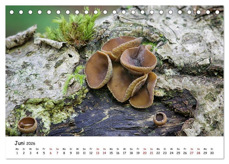 Produktbild: Pilzgalerie - Die bunte Welt der Baumpilze (Tischkalender 2026 DIN A5 quer), CALVENDO Monatskalender