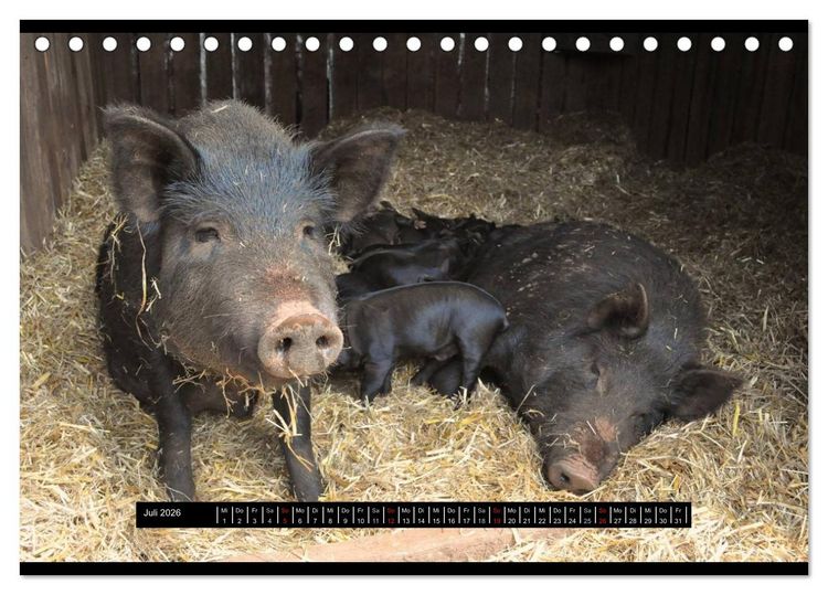Produktbild: Schweinereien (Tischkalender 2026 DIN A5 quer), CALVENDO Monatskalender