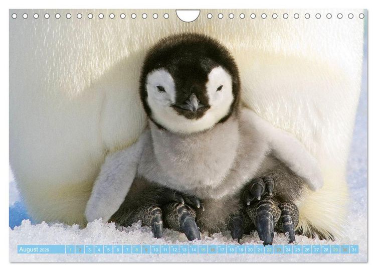 Produktbild: Pinguine: Gehupft wie gesprungen (Wandkalender 2026 DIN A4 quer), CALVENDO Monatskalender