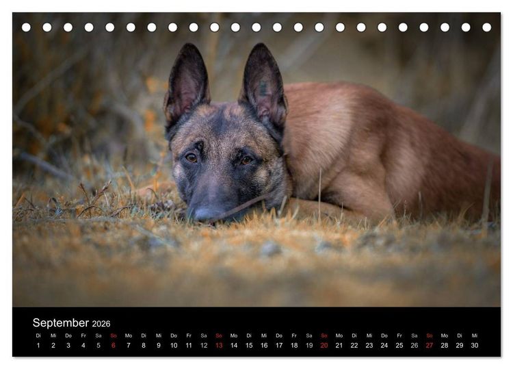 Produktbild: Belgischer Sch&auml;ferhund - Der Malinois (Tischkalender 2026 DIN A5 quer), CALVENDO Monatskalender