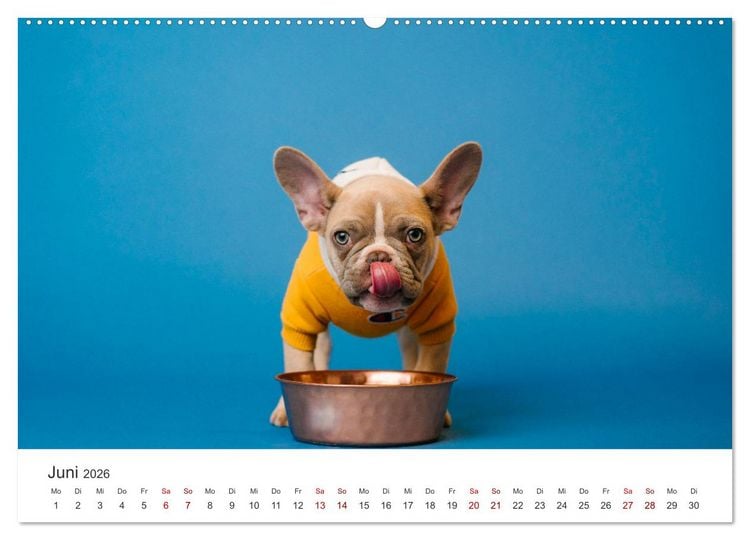 Produktbild: Die Bulldogge Henry (Wandkalender 2026 DIN A2 quer), CALVENDO Monatskalender