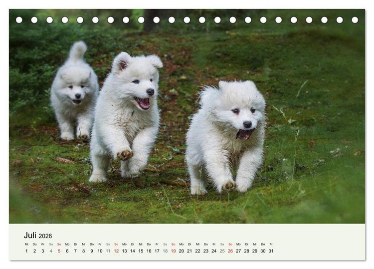 Produktbild: Kleine Samojeden - Eisb&auml;rchen Abenteuer im M&auml;rchenwald (Tischkalender 2026 DIN A5 quer), CALVENDO Monatskalender
