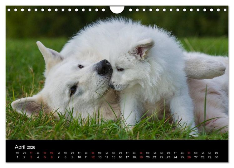 Produktbild: Wei&szlig;er Schweizer Sch&auml;ferhund - Ein Tag im Leben einer Hundefamilie (Wandkalender 2026 DIN A4 quer), CALVENDO Monatskalender