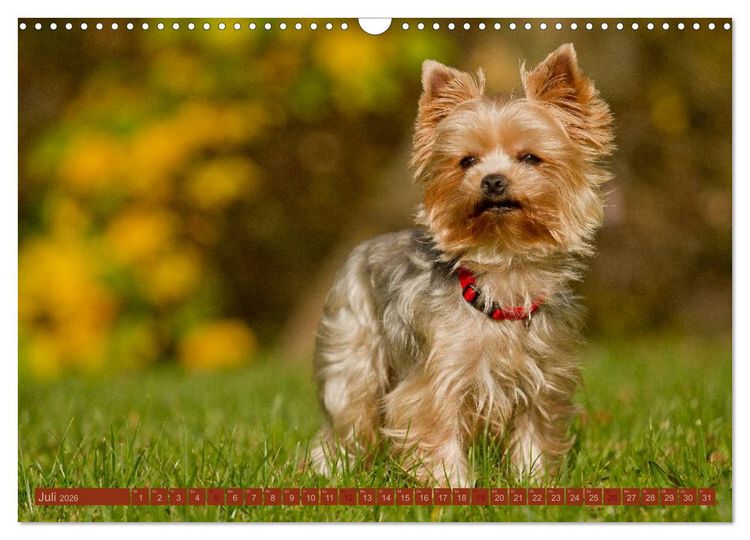 Produktbild: Faszination Hund (Wandkalender 2026 DIN A3 quer), CALVENDO Monatskalender