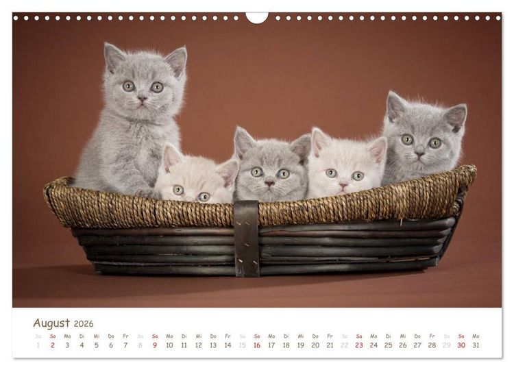 Produktbild: Die Britisch Kurzhaar (Wandkalender 2026 DIN A3 quer), CALVENDO Monatskalender
