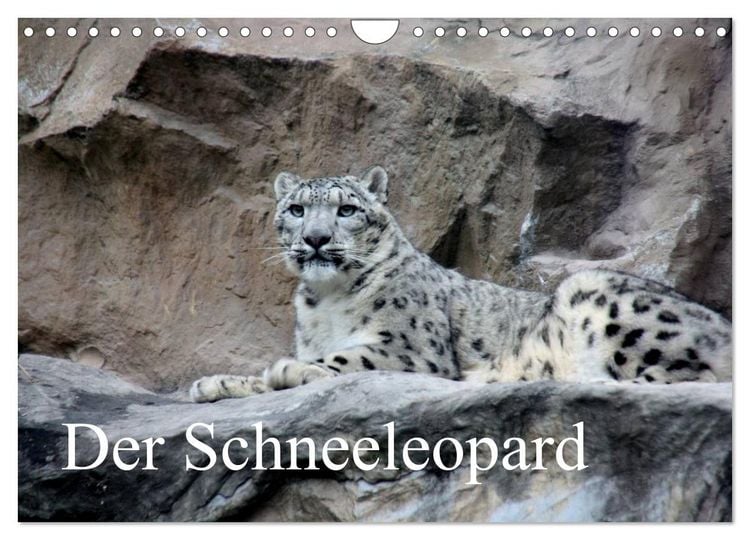 Produktbild: Der Schneeleopard (Wandkalender 2026 DIN A4 quer), CALVENDO Monatskalender