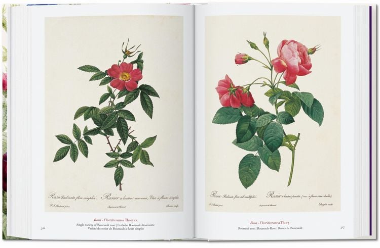 Pierre-Joseph Redouté. The Book of Flowers