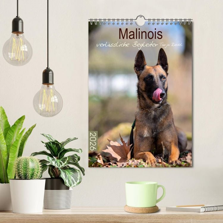 Produktbild: Malinois verl&auml;ssliche Begleiter (Wandkalender 2026 DIN A4 hoch), CALVENDO Monatskalender