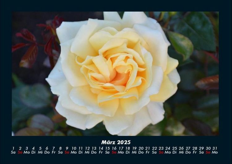 Produktbild: Bilder aus der Natur 2025 Fotokalender DIN A4