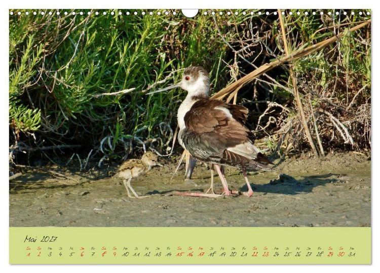 Produktbild: Wildes S&uuml;dfrankreich (Wandkalender 2027 DIN A3 quer), CALVENDO Monatskalender