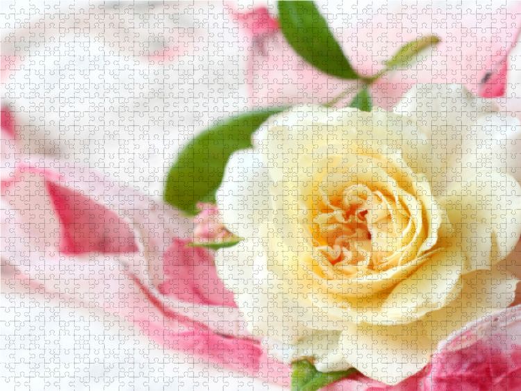 Produktbild: CALVENDO Puzzle Hellgelbe Rose | 1000 Teile Lege-Gr&ouml;&szlig;e 64x48cm Foto-Puzzle f&uuml;r gl&uuml;ckliche Stunden