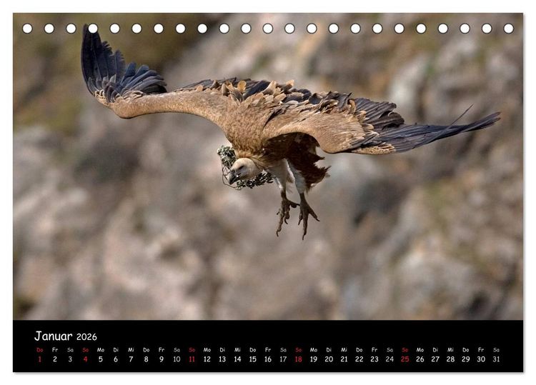 Produktbild: Unter Geiern auf Mallorca: Ein Projekt der Naturschutzstiftung Vida Silvestre Mediterr&aacute;nea (Tischkalender 2026 DIN A5 quer), CALVENDO Monatskalender