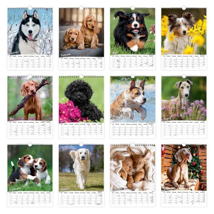 Produktbild: TR&Ouml;TSCH - Classickalender Hunde 2027