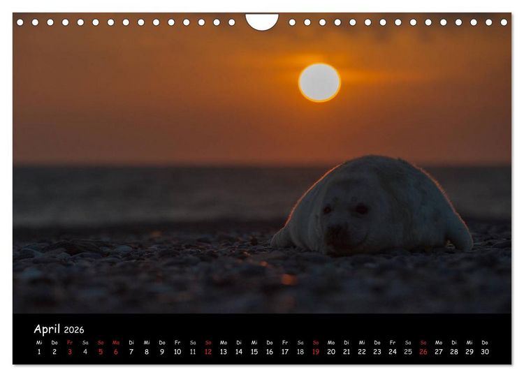 Produktbild: Robben auf Helgoland 2026 (Wandkalender 2026 DIN A4 quer), CALVENDO Monatskalender