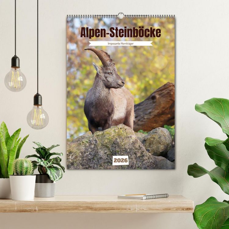 Produktbild: Alpen-Steinb&ouml;cke, imposante Horntr&auml;ger (Wandkalender 2026 DIN A2 hoch), CALVENDO Monatskalender