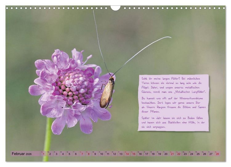 Produktbild: GEOclick Lernkalender: Insekten (Wandkalender 2026 DIN A3 quer), CALVENDO Monatskalender