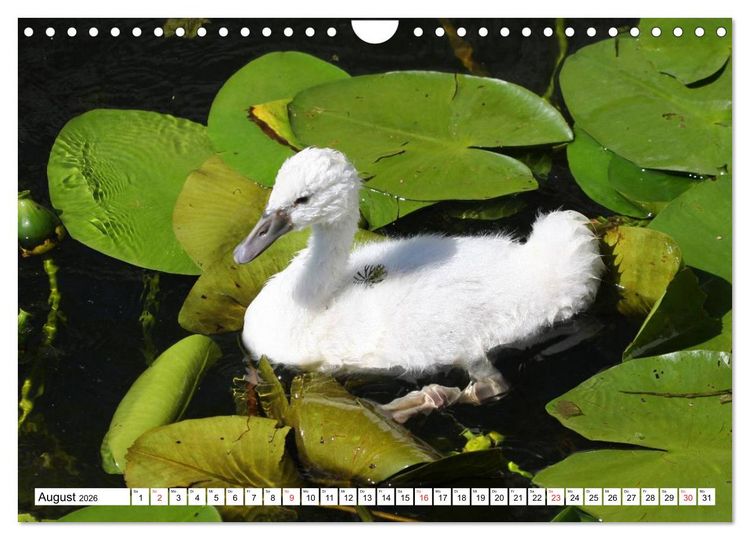 Produktbild: Heimische Tiere (Wandkalender 2026 DIN A4 quer), CALVENDO Monatskalender