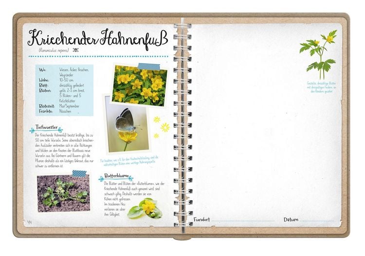 Produktbild: Naturforscher-Kids &ndash; Bl&uuml;ten und Bl&auml;tter entdecken und sammeln