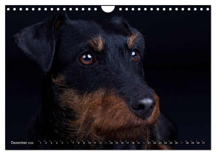 Produktbild: Faszination Terrier (Wandkalender 2026 DIN A4 quer), CALVENDO Monatskalender