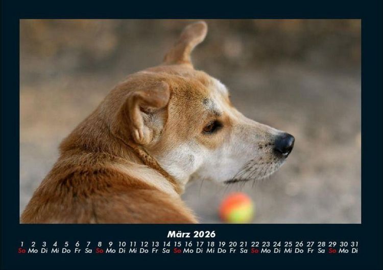 Produktbild: Hundezauber 2026 Fotokalender DIN A4