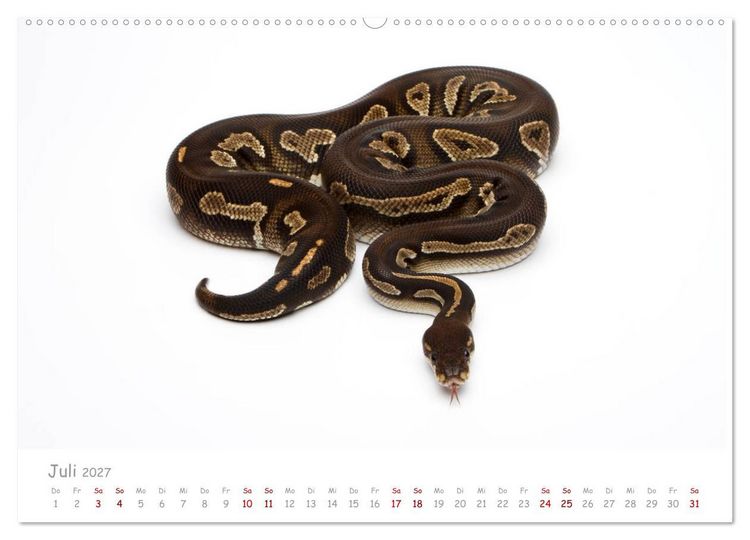 Produktbild: K&ouml;nigspythons - bunte Schlangen (Wandkalender 2027 DIN A2 quer), CALVENDO Monatskalender