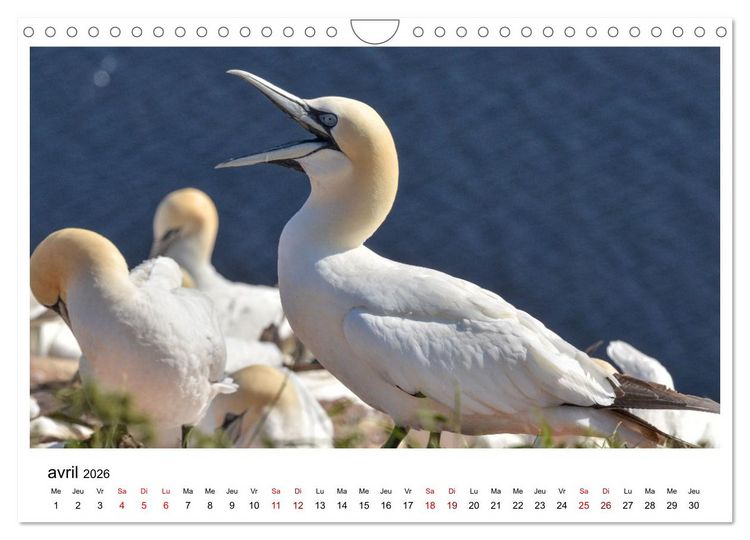 Produktbild: Fous de Bassan - Grands oiseaux marins (Calendrier mural 2026 DIN A4 vertical), CALVENDO calendrier mensuel