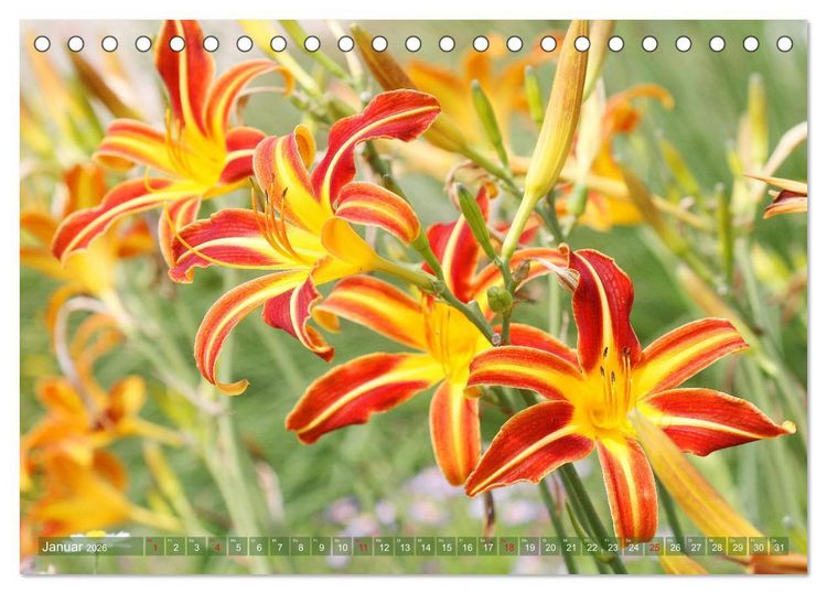 Produktbild: Taglilien im Garten (Tischkalender 2026 DIN A5 quer), CALVENDO Monatskalender