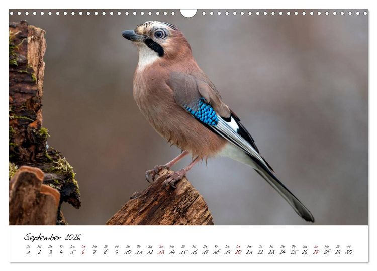 Produktbild: Heimische Vogelwelt (Wandkalender 2026 DIN A3 quer), CALVENDO Monatskalender