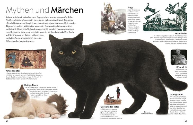 Produktbild: memo Wissen. Katzen