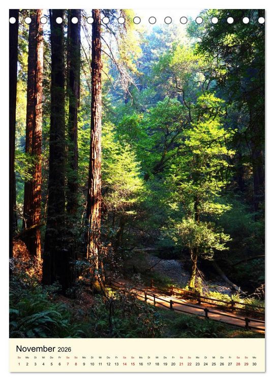 Produktbild: Redwoods - Faszination Mammutb&auml;ume (Tischkalender 2026 DIN A5 hoch), CALVENDO Monatskalender