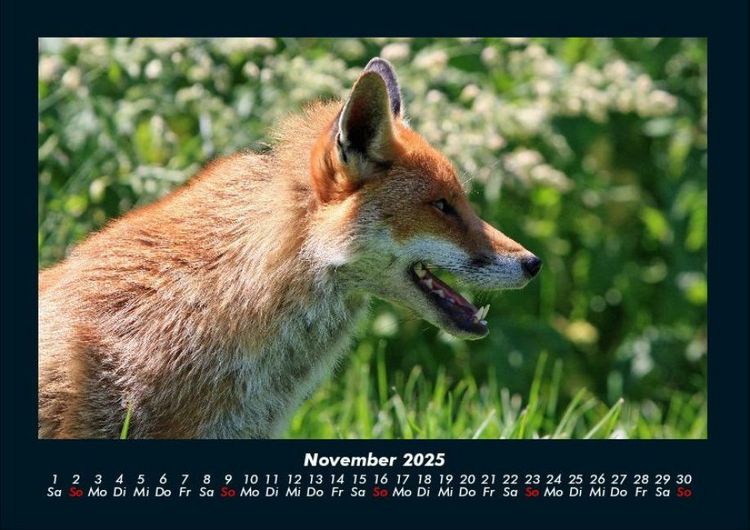 Produktbild: Waldbewohner 2025 Fotokalender DIN A4