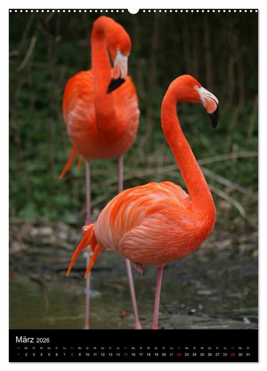 Produktbild: Flamingos - Eleganz in Rot und Rosa (Wandkalender 2026 DIN A2 hoch), CALVENDO Monatskalender