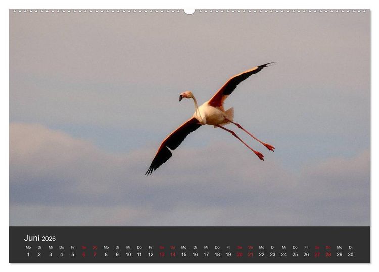 Produktbild: Pretty Flamingo (Wandkalender 2026 DIN A2 quer), CALVENDO Monatskalender