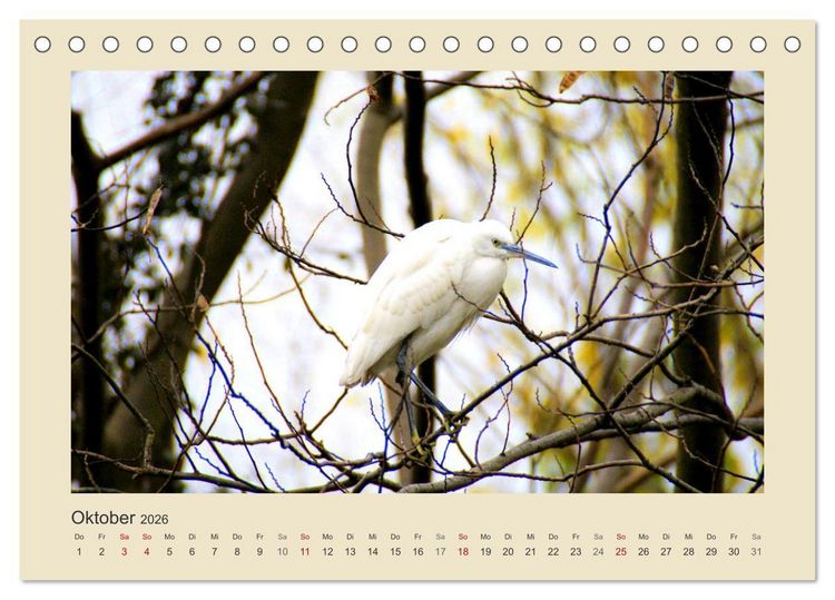 Produktbild: Tiere im Wald. Bezaubernde Begegnungen (Tischkalender 2026 DIN A5 quer), CALVENDO Monatskalender