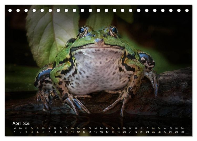 Produktbild: Fr&ouml;sche zum Verlieben (Tischkalender 2026 DIN A5 quer), CALVENDO Monatskalender