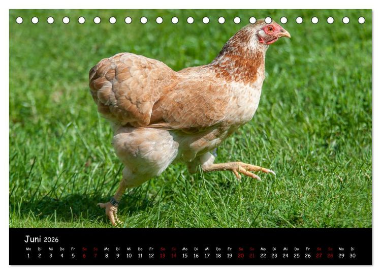 Produktbild: Neues von den Gartenh&uuml;hnern (Tischkalender 2026 DIN A5 quer), CALVENDO Monatskalender