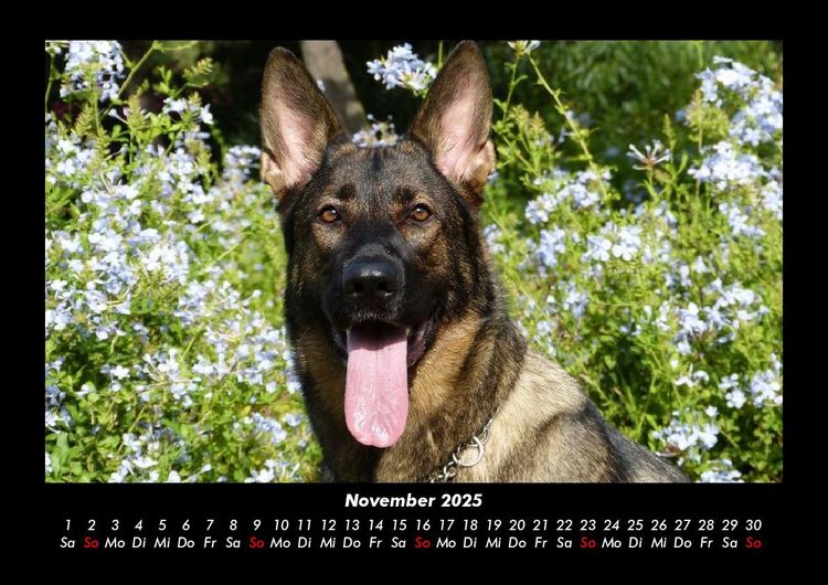 Produktbild: Hunde Kalender 2025 Fotokalender DIN A3
