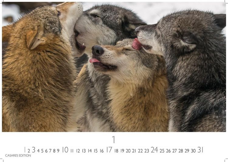 Produktbild: W&ouml;lfe Kalender 2027 &ndash; Wandkalender | Fotokalender Tierkalender 24x35cm - . mit faszinierenden Wolf-Motiven,