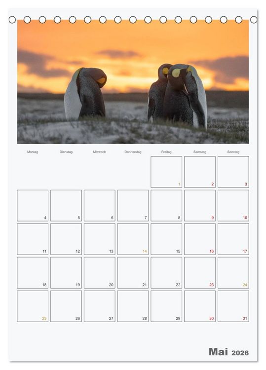 Produktbild: Alltag bei den Pinguinen auf Falkland (Tischkalender 2026 DIN A5 hoch), CALVENDO Monatskalender