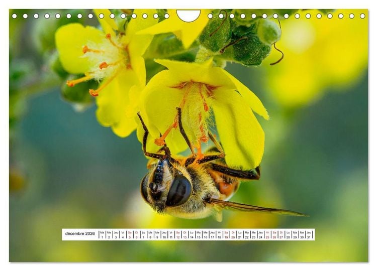 Produktbild: La vie de nos prairies - Les gu&ecirc;pes et les abeilles (Calendrier mural 2026 DIN A4 vertical), CALVENDO calendrier mensuel