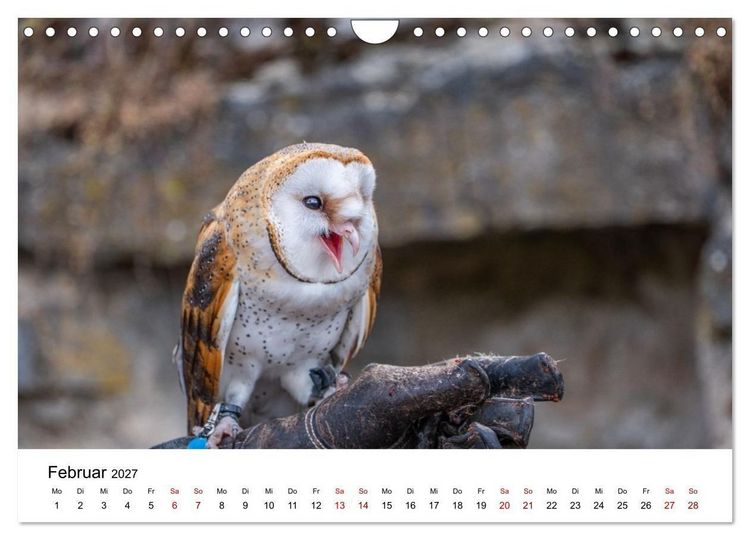 Produktbild: Greifv&ouml;gel in Aktion - Dynamische Flugbilder und Portr&auml;ts (Wandkalender 2027 DIN A4 quer), CALVENDO Monatskalender