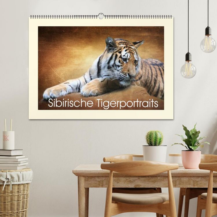 Produktbild: Sibirische Tigerportraits (Wandkalender 2026 DIN A2 quer), CALVENDO Monatskalender