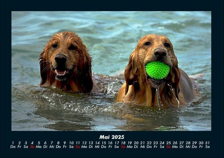 Produktbild: Hundezauber 2025 Fotokalender DIN A4